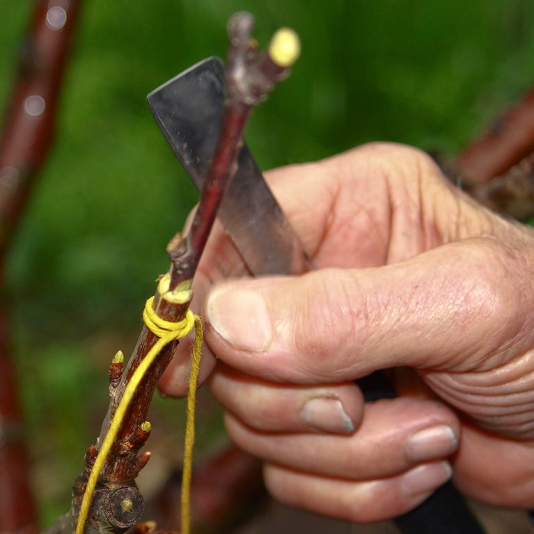 Why Grow Fruit Trees…Besides Fruit! Beauty.